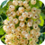 Смородина белая (Поричка)