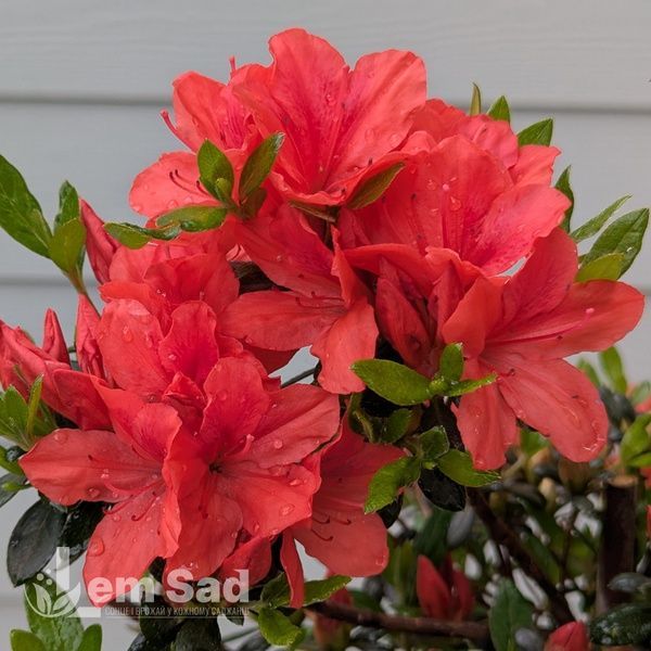 Азалия японская Джульетта (Azalea japonica Juliette) 20096 фото