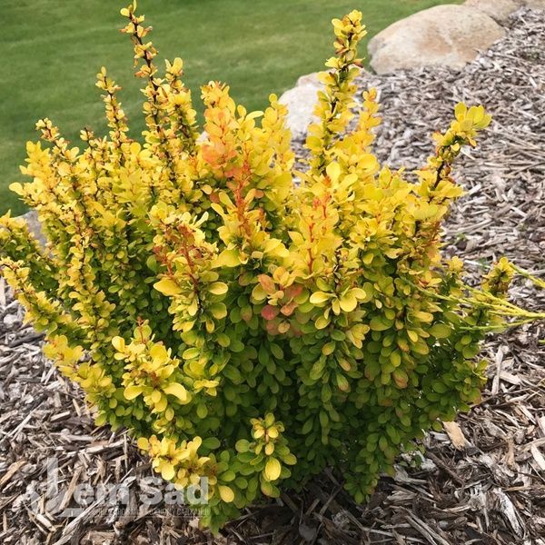 Барбарис Тунберга Голден Дивайн (Berberis thunbergii Golden Divine) 20146 фото