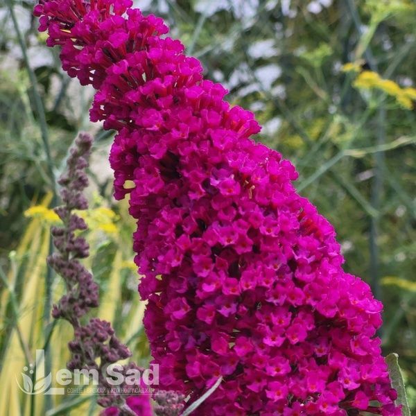 Буддлея Октопус Маджента (Buddleja davidii Octopus Magenta) 20205 фото