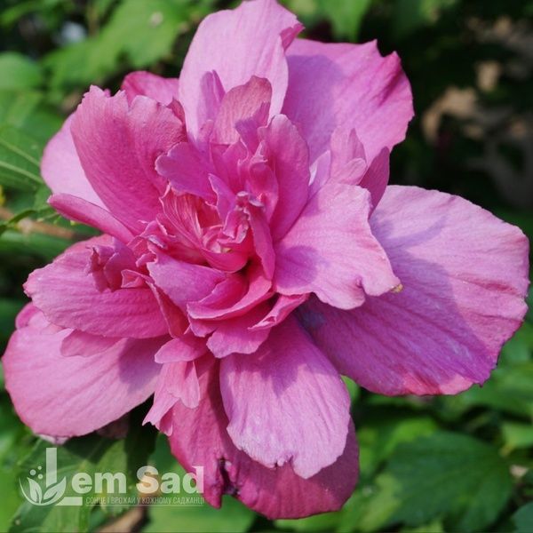 Гибискус сирийский Санчойо (Hibiscus syriacus Sanchoyo) 20329 фото