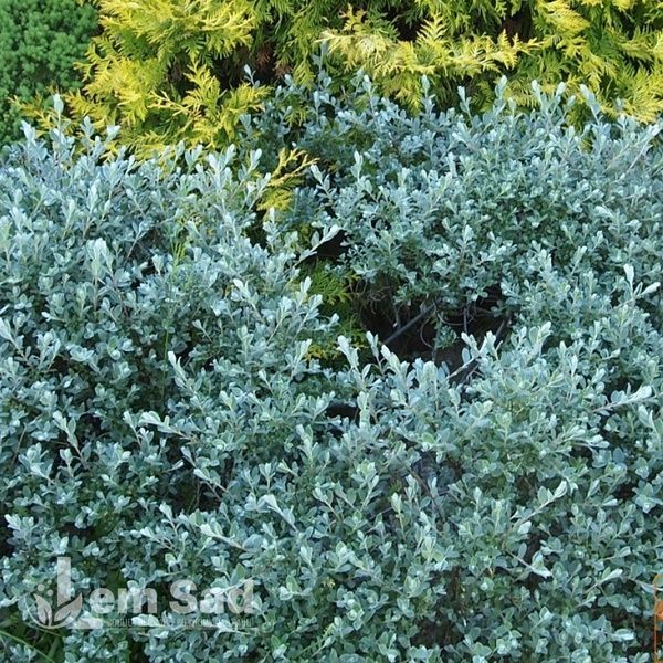 Верба повзуча (Salix repens) 20255 фото