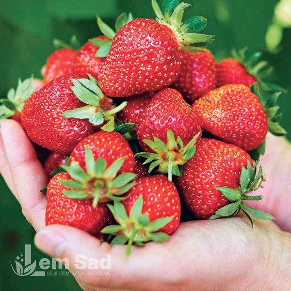 Полуниця великоплідна пізня Фейт (Fragaria &times; ananassa Faith) 30021 фото