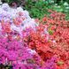 Азалия японская Джульетта (Azalea japonica Juliette) 20096 фото 1