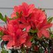 Азалия японская Джульетта (Azalea japonica Juliette) 20096 фото 2