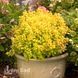 Барбарис Тунберга Голден Дивайн (Berberis thunbergii Golden Divine) 20146 фото 1