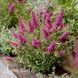 Буддлея Октопус Маджента (Buddleja davidii Octopus Magenta) 20205 фото 1