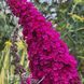 Буддлея Октопус Маджента (Buddleja davidii Octopus Magenta) 20205 фото 2