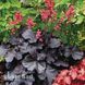 Гейхера Рокис Блэк (Heuchera Rockies Black) 20296 фото 1