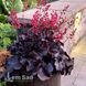Гейхера Рокис Блэк (Heuchera Rockies Black) 20296 фото 2