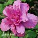 Гибискус сирийский Санчойо (Hibiscus syriacus Sanchoyo) 20329 фото 2