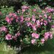Гибискус сирийский Санчойо (Hibiscus syriacus Sanchoyo) 20329 фото 1