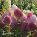 Гортензія волотиста Графіті (Hydrangea paniculata Graffiti) 20395 фото 1