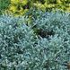 Верба повзуча (Salix repens) 20255 фото 2