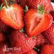 Полуниця великоплідна пізня Фейт (Fragaria &times; ananassa Faith) 30021 фото 2