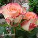 Роза чайно-гибридная Дуэт (Rosa Duet) 50013 фото 3