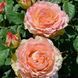 Роза чайно-гибридная Дуэт (Rosa Duet) 50013 фото 2