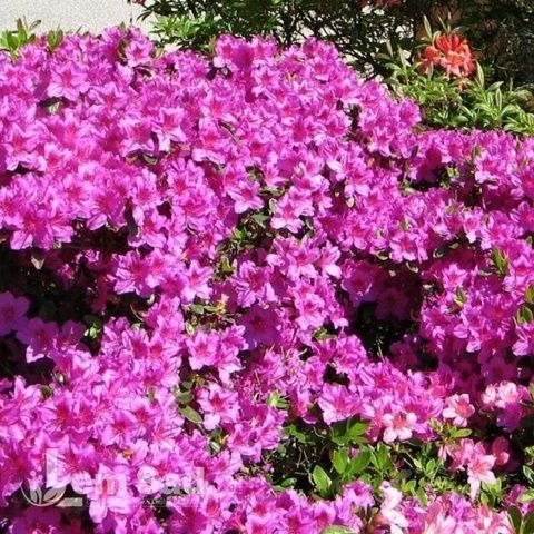 Азалія японська Ліліенштайн (Azalea japonica Lilienstein) 20097 фото