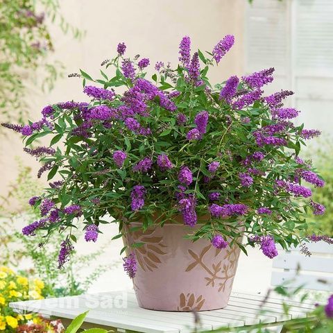 Буддлея Орхід Б'юті (Buddleja davidii Orchid Beauty) 20206 фото