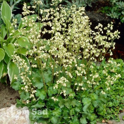 Гейхера Шнеевитхен (Heuchera Schneewittchen) 20297 фото