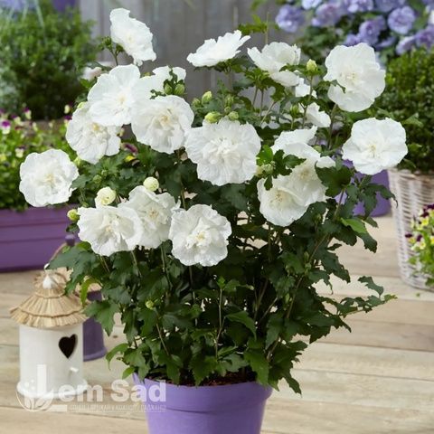 Гібіскус сирійський Вайт Шифон (Hibiscus syriacus White Chiffon) 20330 фото
