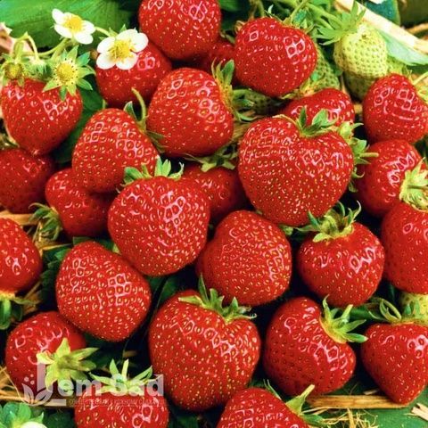 Полуниця великоплідна Зенга Зенгана (Fragaria &times; ananassa Senga Sengana) 30022 фото