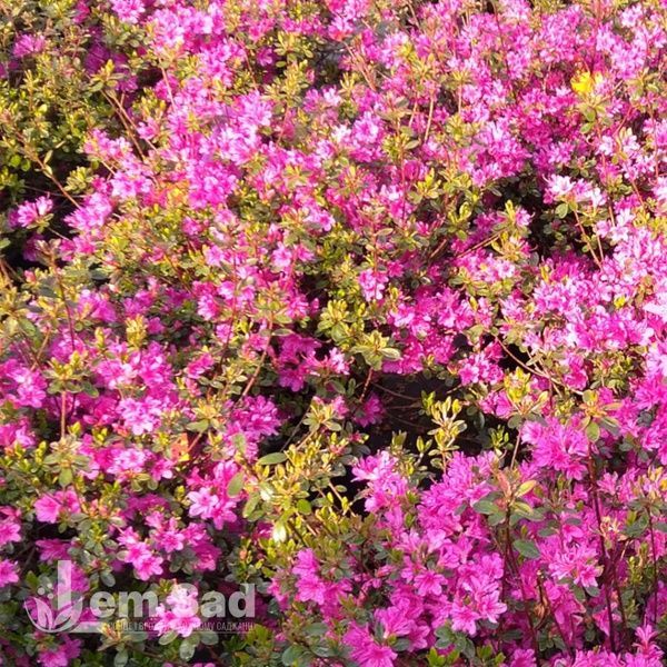 Азалия японская Лилиенштайн (Azalea japonica Lilienstein) 20097 фото