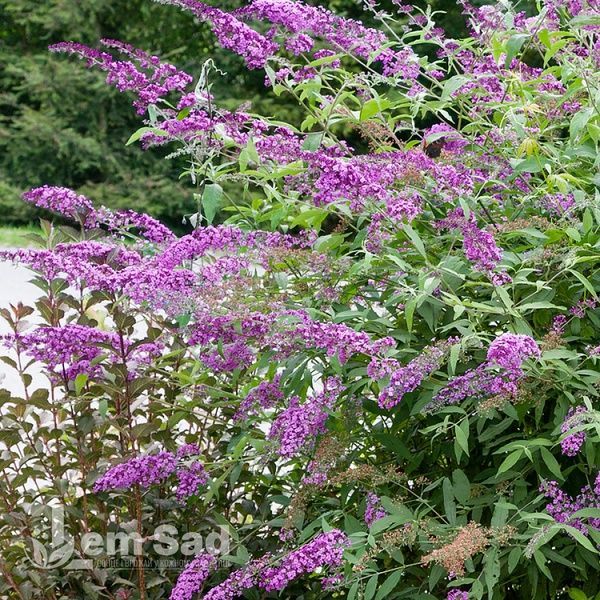 Буддлея Орхид Бьюти (Buddleja davidii Orchid Beauty) 20206 фото