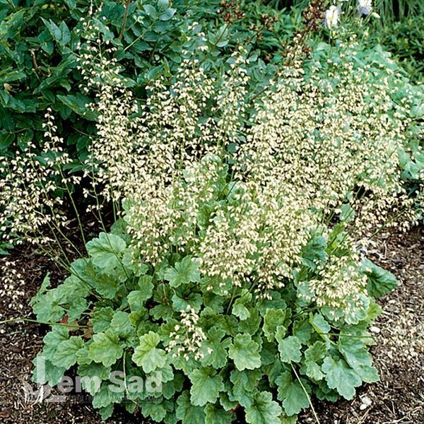 Гейхера Шнеєвітхен (Heuchera Schneewittchen) 20297 фото
