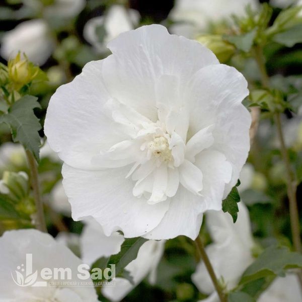 Гибискус сирийский Вайт Шифон (Hibiscus syriacus White Chiffon) 20330 фото