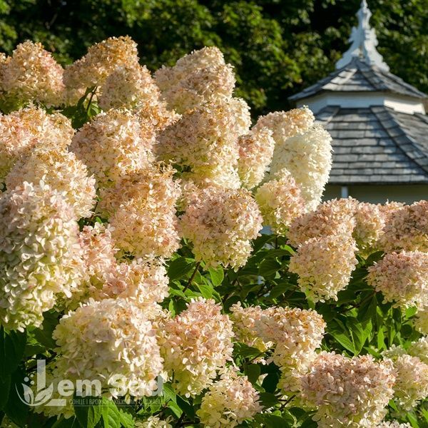 Гортензія волотиста Грандіфлора (Hydrangea paniculata Grandiflora) 20396 фото
