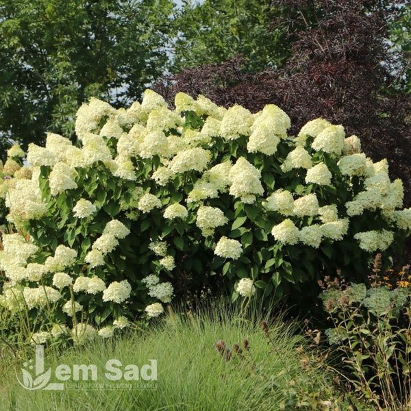Гортензія волотиста Грандіфлора (Hydrangea paniculata Grandiflora) 20396 фото