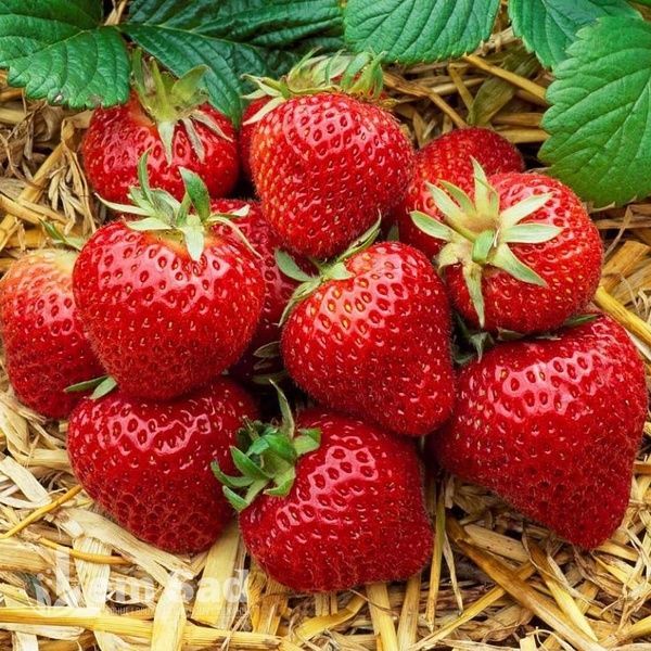 Полуниця великоплідна Зенга Зенгана (Fragaria &times; ananassa Senga Sengana) 30022 фото