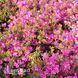 Азалия японская Лилиенштайн (Azalea japonica Lilienstein) 20097 фото 2