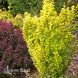 Барбарис Тунберга Голден Пиллар (Berberis thunbergii Golden Pillar) 20147 фото 1