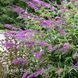 Буддлея Орхид Бьюти (Buddleja davidii Orchid Beauty) 20206 фото 2