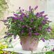 Буддлея Орхид Бьюти (Buddleja davidii Orchid Beauty) 20206 фото 1