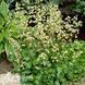 Гейхера Шнеєвітхен (Heuchera Schneewittchen) 20297 фото 1