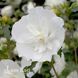 Гибискус сирийский Вайт Шифон (Hibiscus syriacus White Chiffon) 20330 фото 2