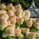 Гортензія волотиста Грандіфлора (Hydrangea paniculata Grandiflora) 20396 фото 2