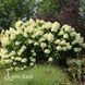 Гортензія волотиста Грандіфлора (Hydrangea paniculata Grandiflora) 20396 фото 4
