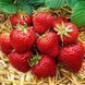 Полуниця великоплідна Зенга Зенгана (Fragaria &times; ananassa Senga Sengana) 30022 фото 2