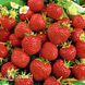 Полуниця великоплідна Зенга Зенгана (Fragaria &times; ananassa Senga Sengana) 30022 фото 1