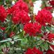 Рододендрон Red Jack 20047 фото 2