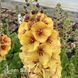 Вербаскум Хані Діжон (Verbascum hybrida Honey Dijon) 20256 фото 2