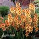 Вербаскум Хані Діжон (Verbascum hybrida Honey Dijon) 20256 фото 1