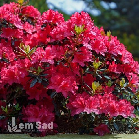 Азалія японська Марушка (Azalea japonica Maruschka) 20098 фото