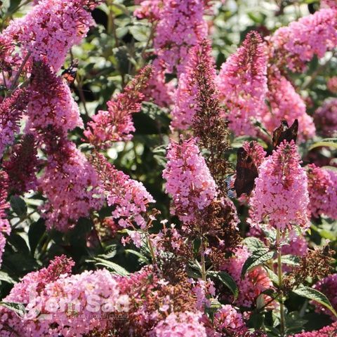 Буддлея Пінк Пантер (Buddleja davidii Pink Panther) 20207 фото