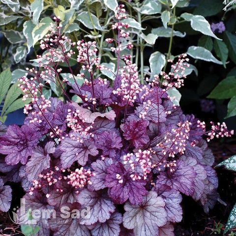 Гейхера Шанхай (Heuchera Shanghai) 20298 фото