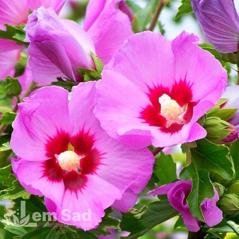 Гібіскус сирійський Мов Квін (Hibiscus syriacus Mauve Queen) 20331 фото